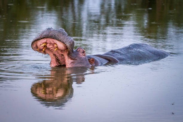 hippo se tenant dans l’eau, le bâillement. - animal hippopotamus africa yawning photos et images de collection