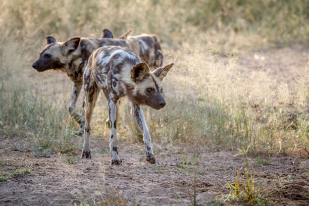 istock African wild dog looking down at something. 865725446
