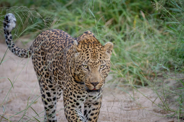istock Leopard walking in the sand in Kruger. 865725580