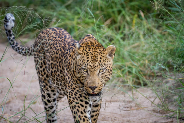 istock Leopard walking in the sand in Kruger. 865725590