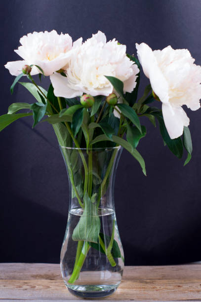 istock flower peony pink gentle 865729732