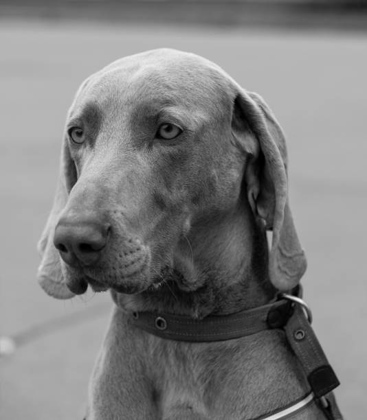 istock Black and white dog Weimaraner portrait 865729842