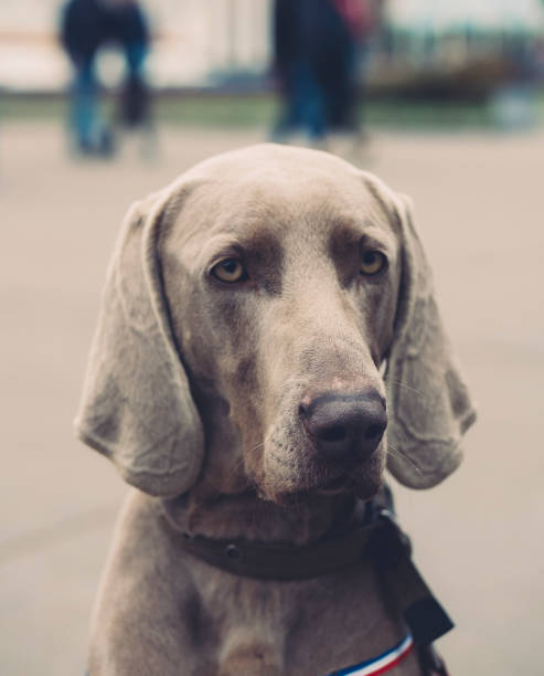 istock Close-up of a Weimaraner, 2 years old, in front 865729892