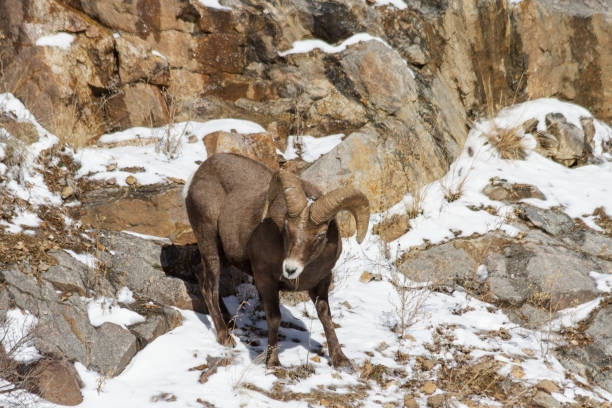 istock Colorado Rocky Mountain Bighorn Sheep 865737730