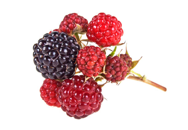 blackberry isolado no fundo branco - blackberry fruit mulberry isolated - fotografias e filmes do acervo