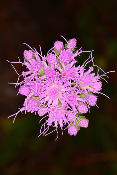istock Vertical macro view of Mist Flower 865741972