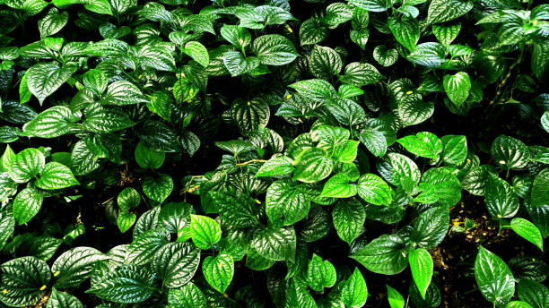 istock vertical garden with tropical green leaf, contrast 865742484