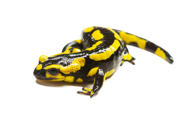Fire Salamander fire salamander isolated over a white background salamander stock pictures, royalty-free photos & images