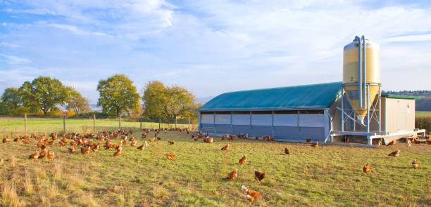 poulets sur une prairie - batiment agricole photos et images de collection