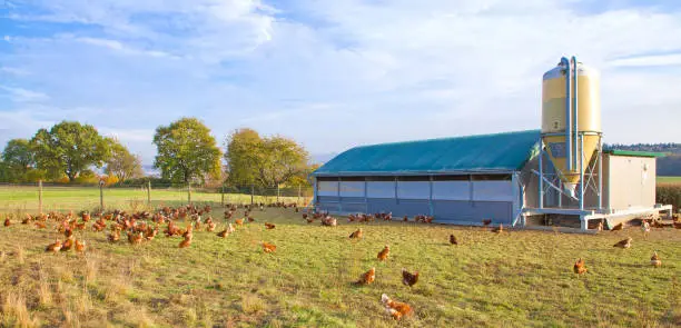 Happy chickens in a free range husbandry