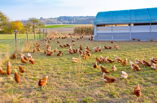 Happy chickens in a free range husbandry