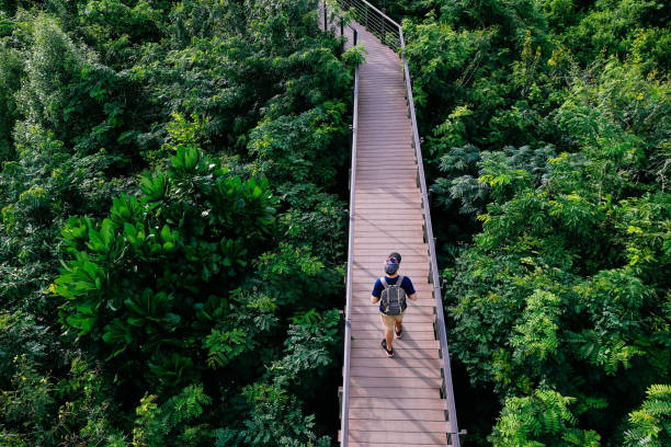 vue aérienne du jeune homme voyageant et marche sur le sentier de promenade forêt - voyage et loisirs concept - passerelle pont photos et images de collection
