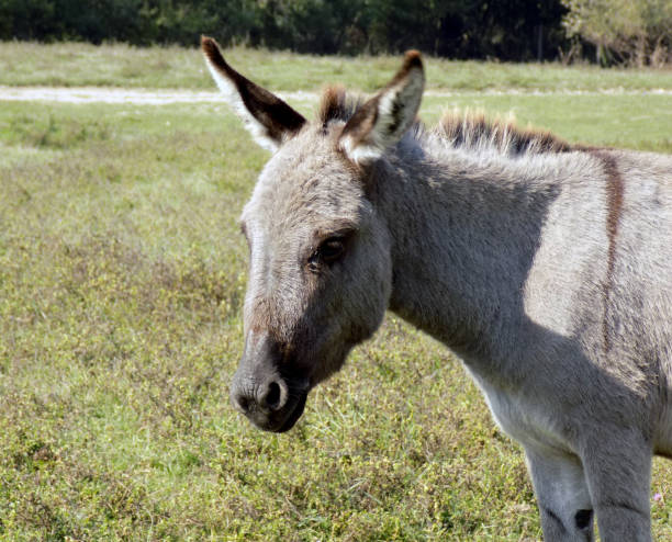 istock Portrait of the donkey 865757524