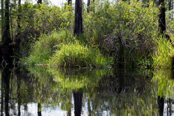 istock Bright swamp Grasses at Tree Bases 865761522