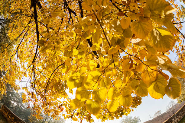 istock yellow leaves in autumn 865763792