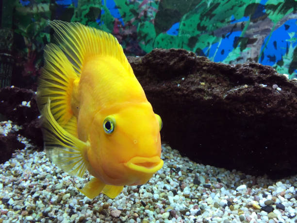 istock Lemon yellow lab in aquarium 865763824