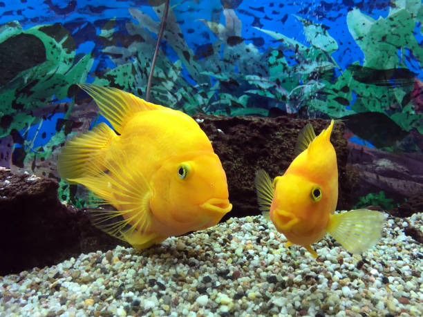 istock Lemon yellow labs in aquarium 865764694