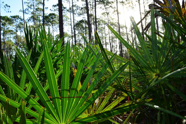 istock Ground level view of forest with sun shining through trees 865764950