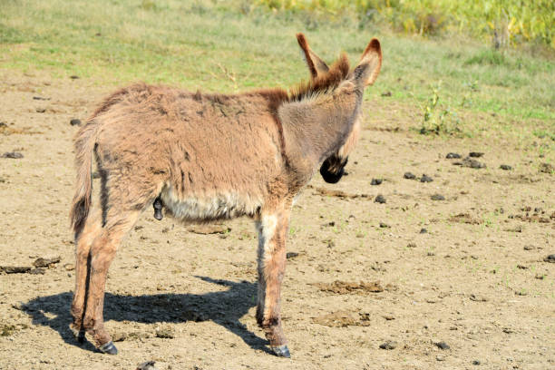 istock Young donkey standing on the dried wetland 865765004