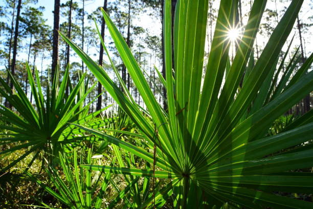istock Ground level view through Saw Palmetto forest understory 865765100