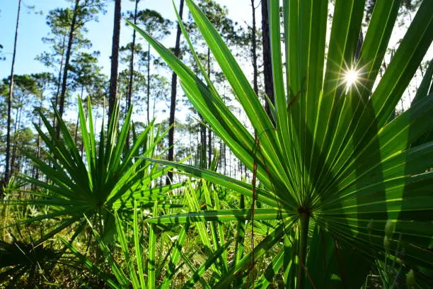 Looking at Slash Pine forest from ground level, through Saw Palmetto understory. Photo taken in Levy county, Florida