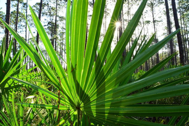 istock Low level view of forest with sun shining through Saw Palmetto leaf 865765306