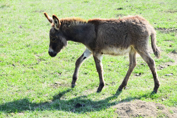 istock Young donkey walking across the meadow 865767832