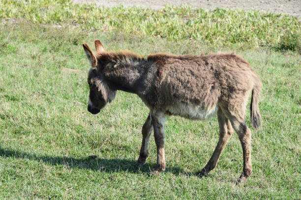 istock Young donkey walking across the meadow 865767842