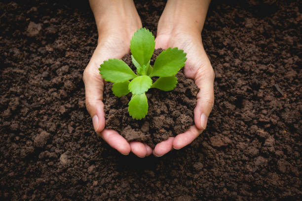 istock Human hands holding green small plant life concept.Ecology concept. 865768154