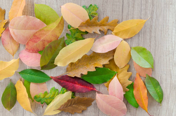 istock Autumn leaves on wood table 865768642