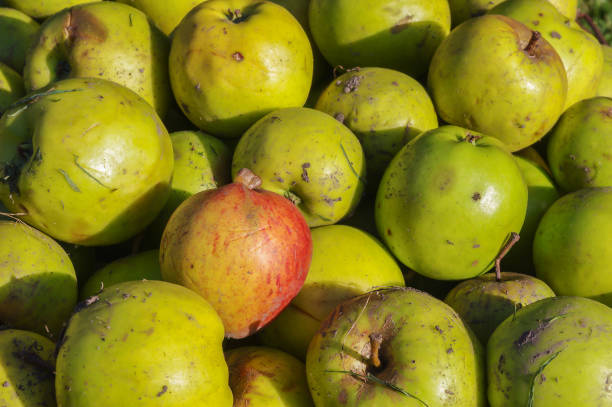 istock Green and red windfall apples close up background. 865768834