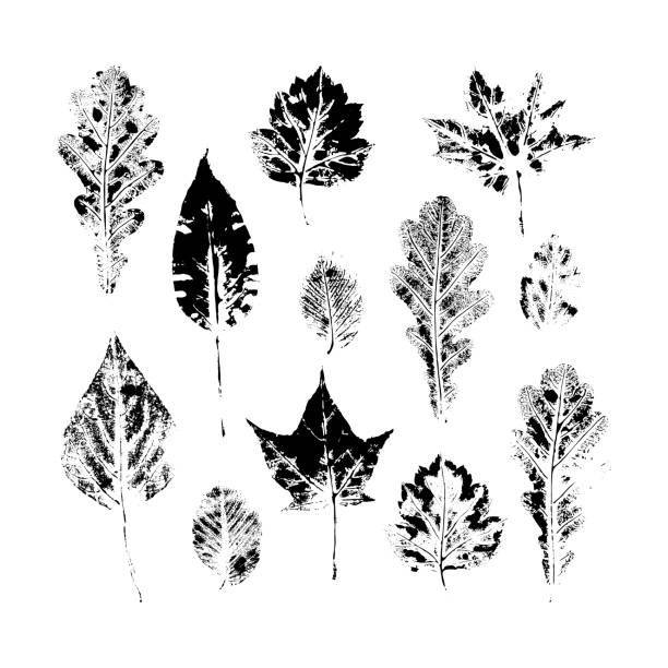 가가 큰 세트 나뭇잎 잉크 인쇄, 스탬프 세��트 - maple leaf leaf autumn single object stock illustrations