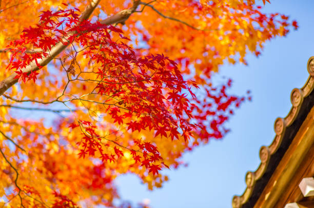 istock autumn colors in japan 865771204