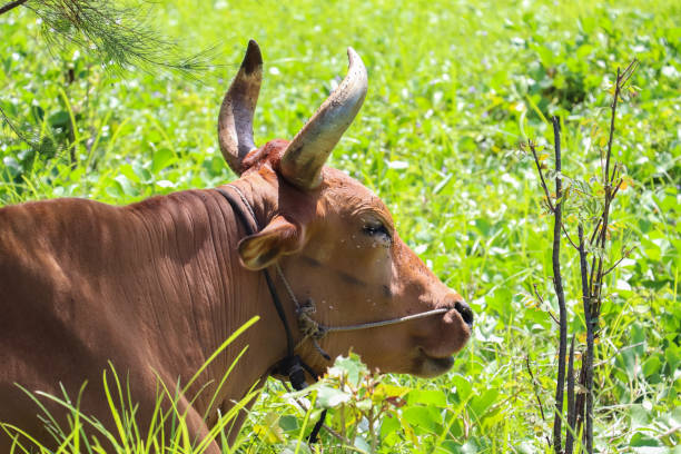 istock Tropical bull in the village 865773118