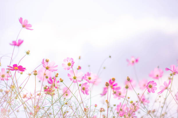 istock Cosmos Flowers with blue sky 865774008