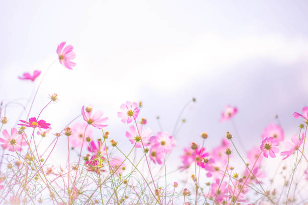 istock Cosmos Flowers with blue sky 865774014