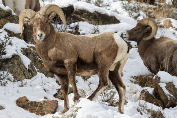 istock Colorado Rocky Mountain Bighorn Sheep 865776836