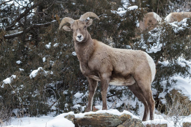 istock Colorado Rocky Mountain Bighorn Sheep 865777200