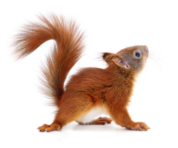 Eurasian red squirrel. stock photo