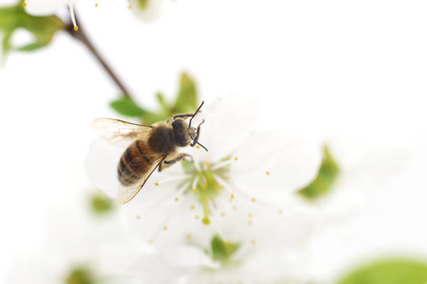 istock Honeybee and white flowers 865777554