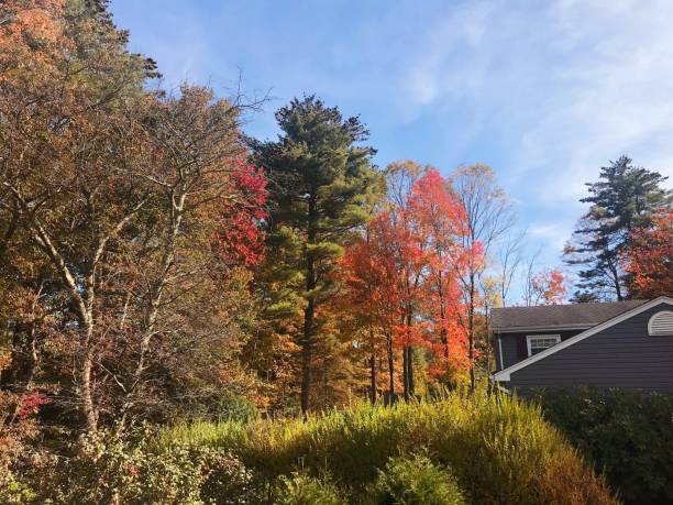 istock Colorful trees in the mountain. 865780456