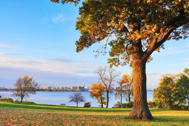 Autumn in a city. City of Madison downtown skyline with state capitol building dome from Olin city park across the Monona lake with autumn colored trees and fallen leaves on a green grass lawn on a foreground. Midwest USA nature background. madison wisconsin stock pictures, royalty-free photos & images
