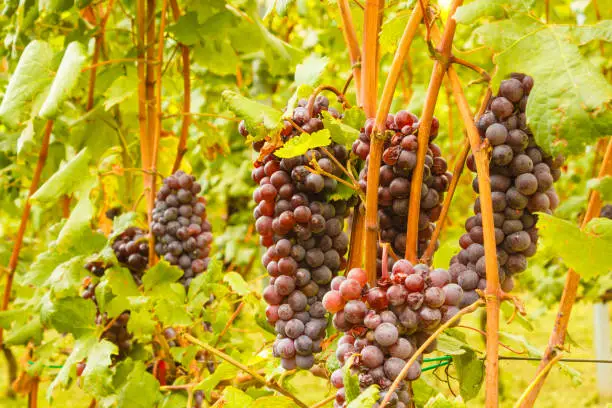 a cluster of grape bunches hanging from the vines surrounded by the leaves