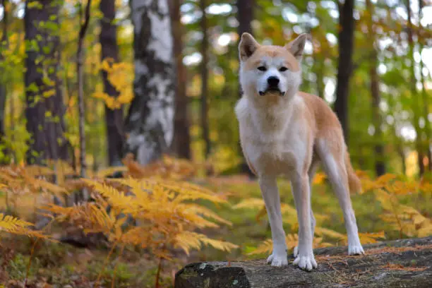 Funny Japanese Dog Akita Inu puppy in autumn forest