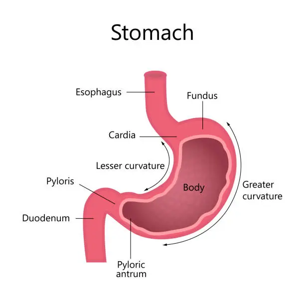 Vector illustration of Internal Structure Human Stomach