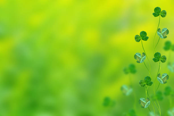 The view from a hiking trail in the forest (or woods) of a Nordic Country (Norway) during early autumn (or late summer) time. The image is part of a series of autumn images. The image was captured with a 105 mm fast macro (micro) lens resulting in shallow depth-of-field (DOF).