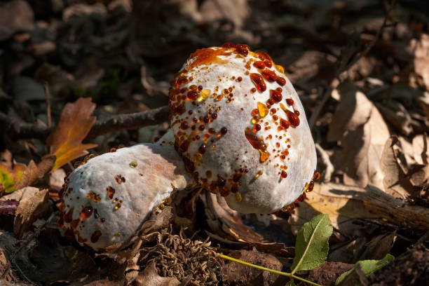 istock Infected mushroom on the litter 865808648