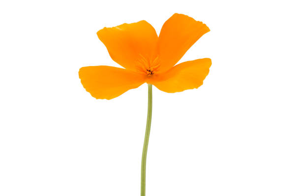 istock Californian poppy flower isolated 865809138
