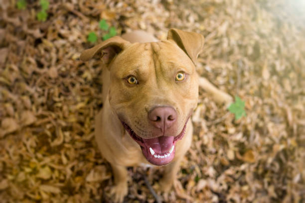 Yellow Pit Bull Terrier waiting for a reward Yellow Pit Bull Terrier waiting for a reward american stafford pitbull dog stock pictures, royalty-free photos & images