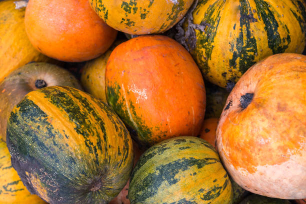 istock Closeup on a Pile of various pumpkins 865812654
